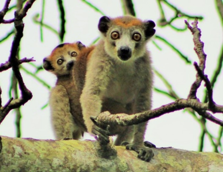 CROWNED LEMURS